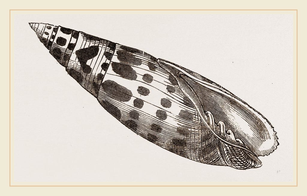 Detail of Episeopal Mitre by Anonymous