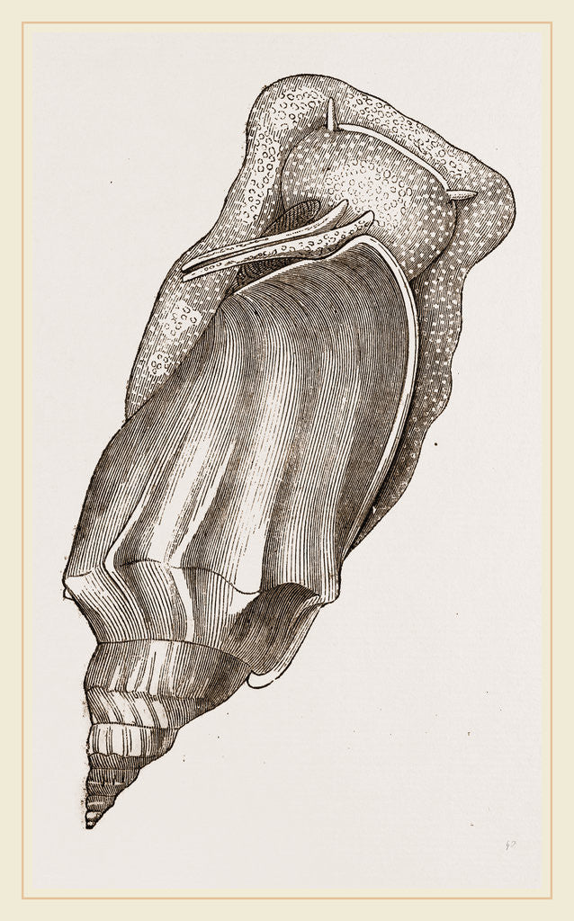 Detail of Pacific Volute by Anonymous