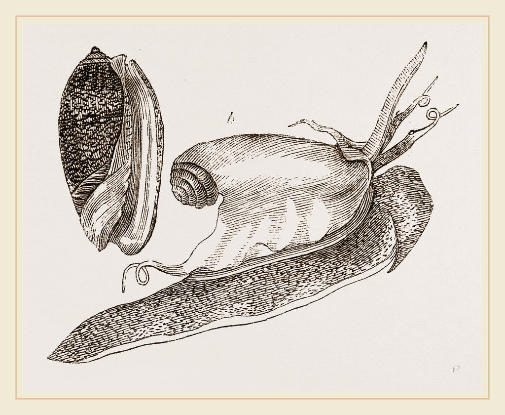 Detail of Ruddy Olive by Anonymous