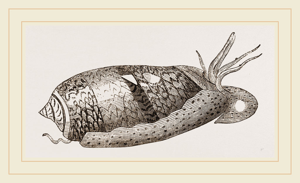 Detail of Figured Olive by Anonymous