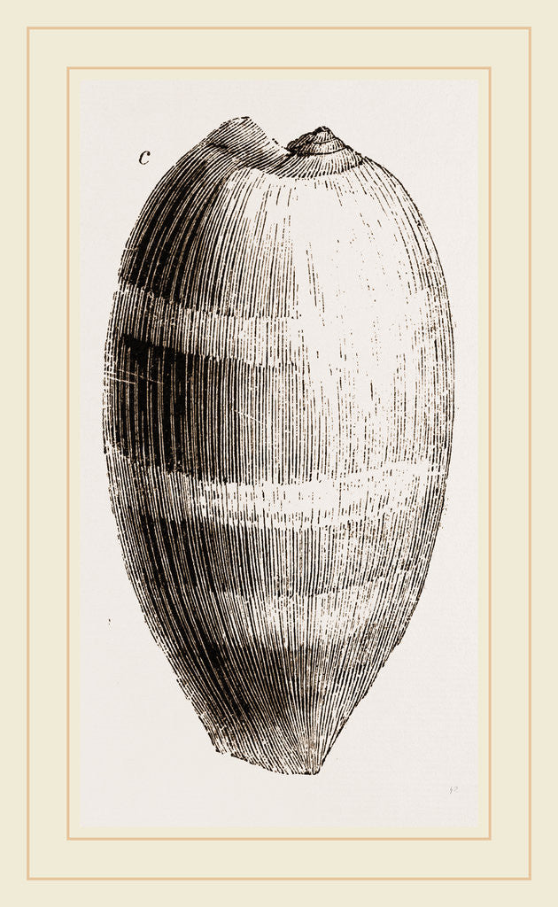 Detail of Young Cowry by Anonymous
