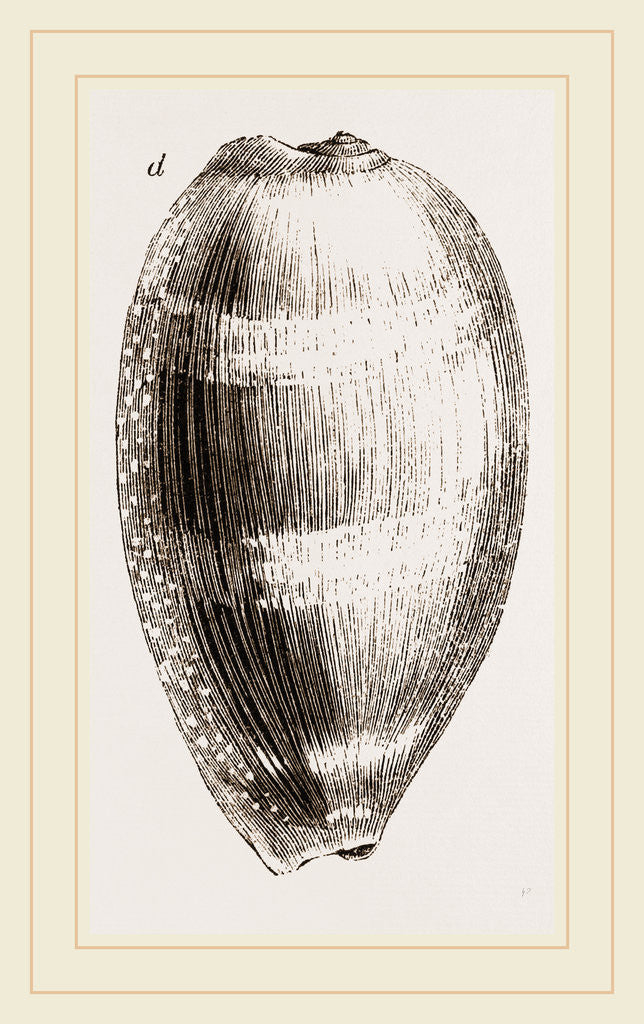 Detail of Young Cowry by Anonymous