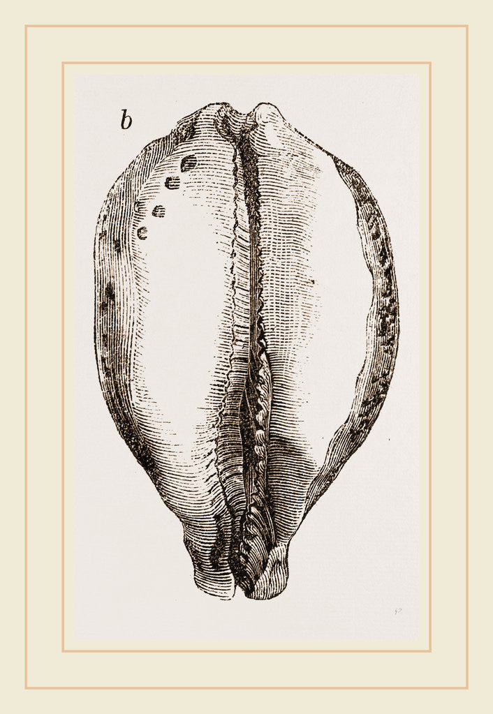 Detail of Map Cowry by Anonymous