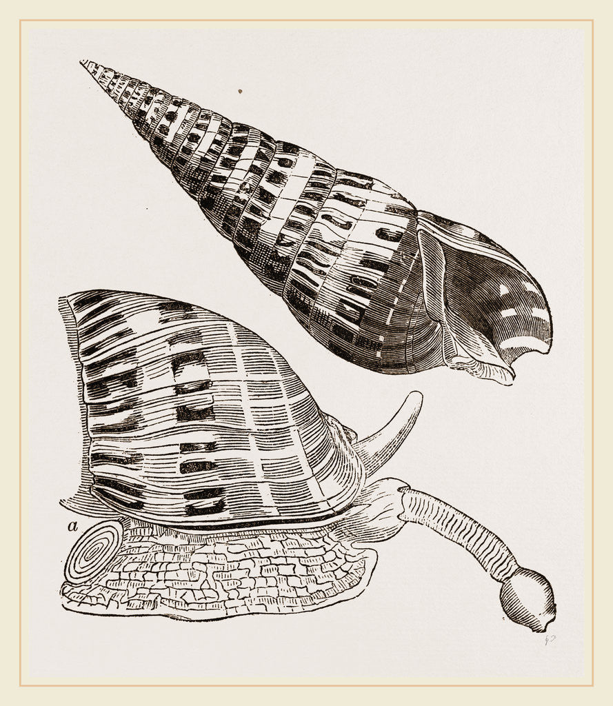 Detail of Spotted Subula by Anonymous