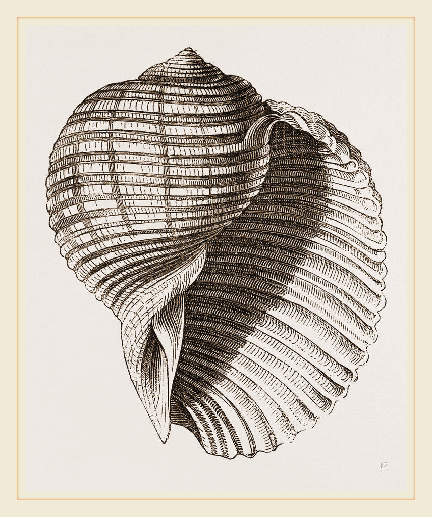 Detail of Helmet Dolium by Anonymous