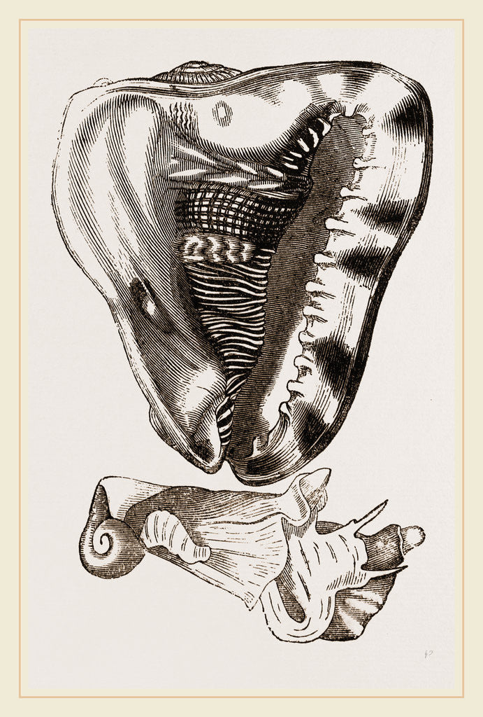 Detail of Tuberose Cassis and Mollusk of C. sulcata by Anonymous