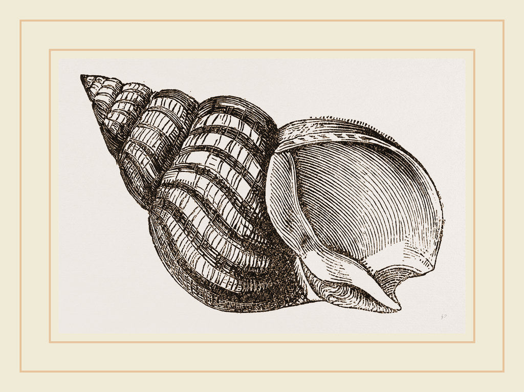 Detail of Waved Whelk by Anonymous