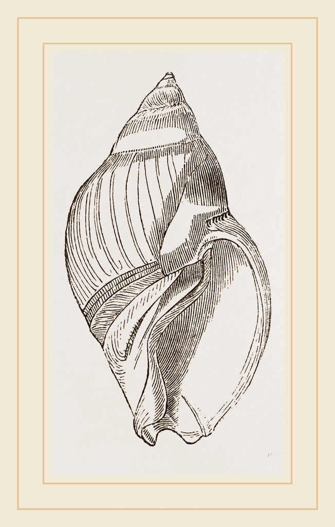 Detail of Smooth Eburna by Anonymous