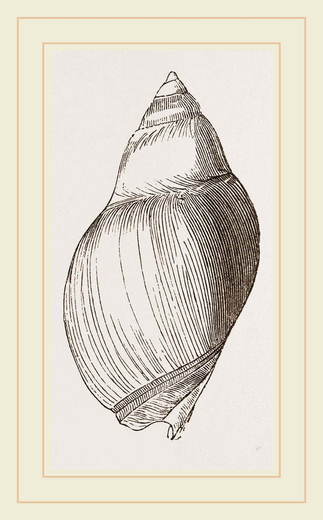 Detail of Smooth Eburna by Anonymous