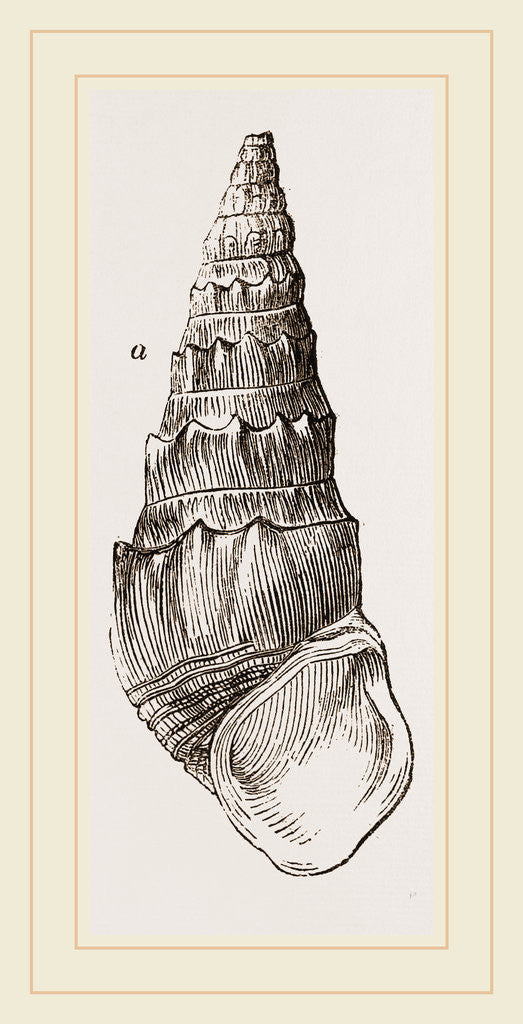 Detail of Madagascar Cerithium by Anonymous