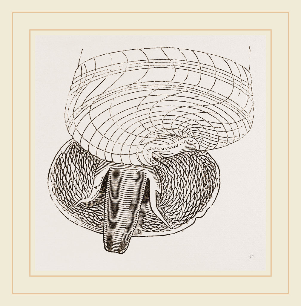 Detail of Marsh Cerithium and Animal of C Telescopium by Anonymous