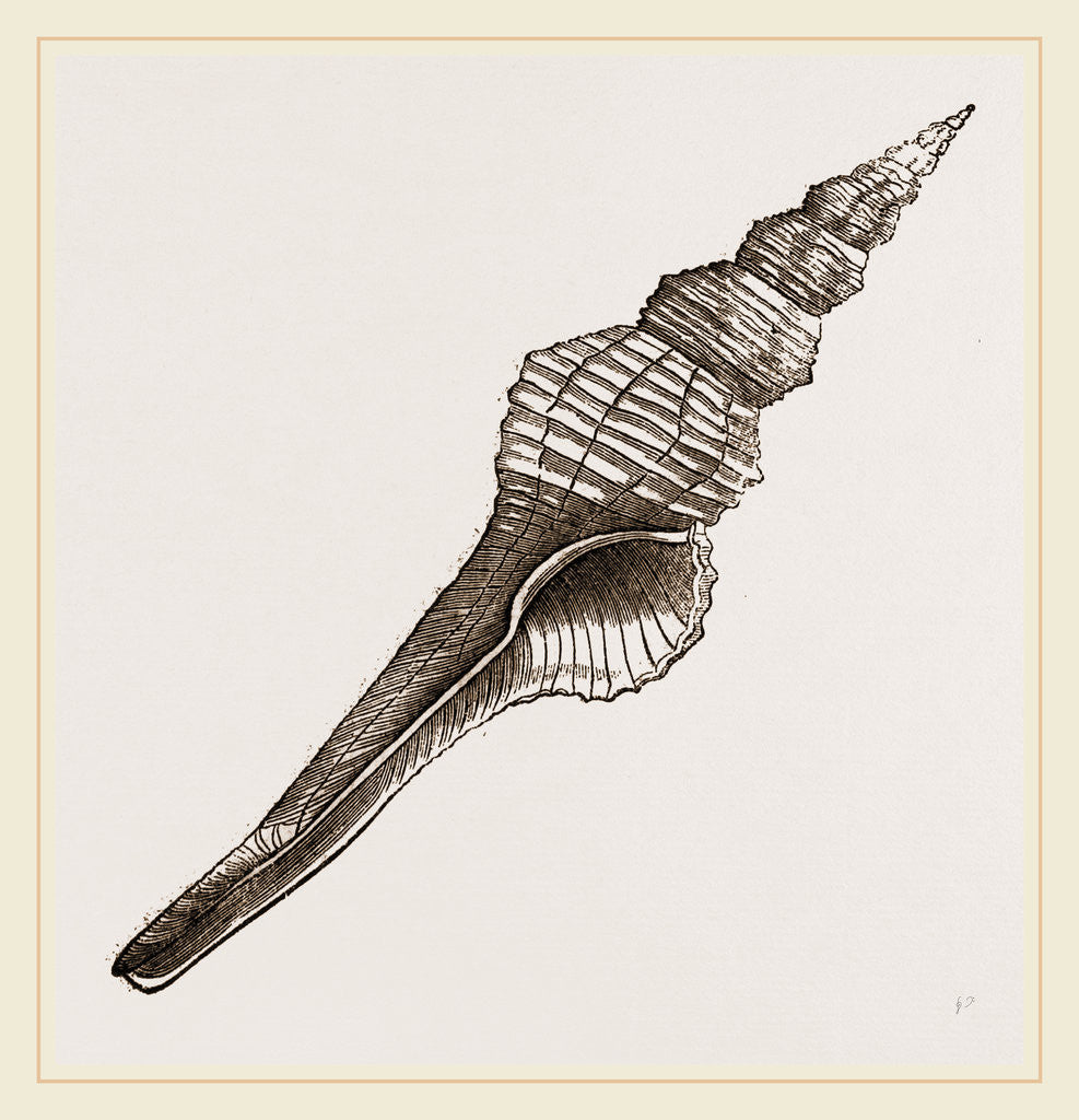 Detail of Distaff Fusus by Anonymous