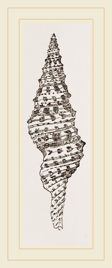 Detail of Turreted Pleurotoma by Anonymous