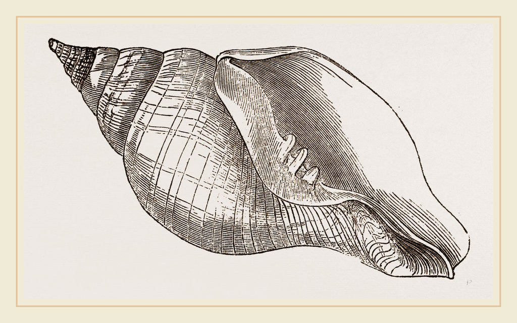 Detail of Turnip Turbinella by Anonymous