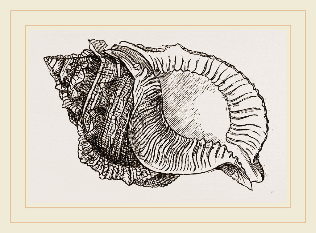 Detail of Foliated Ranella by Anonymous