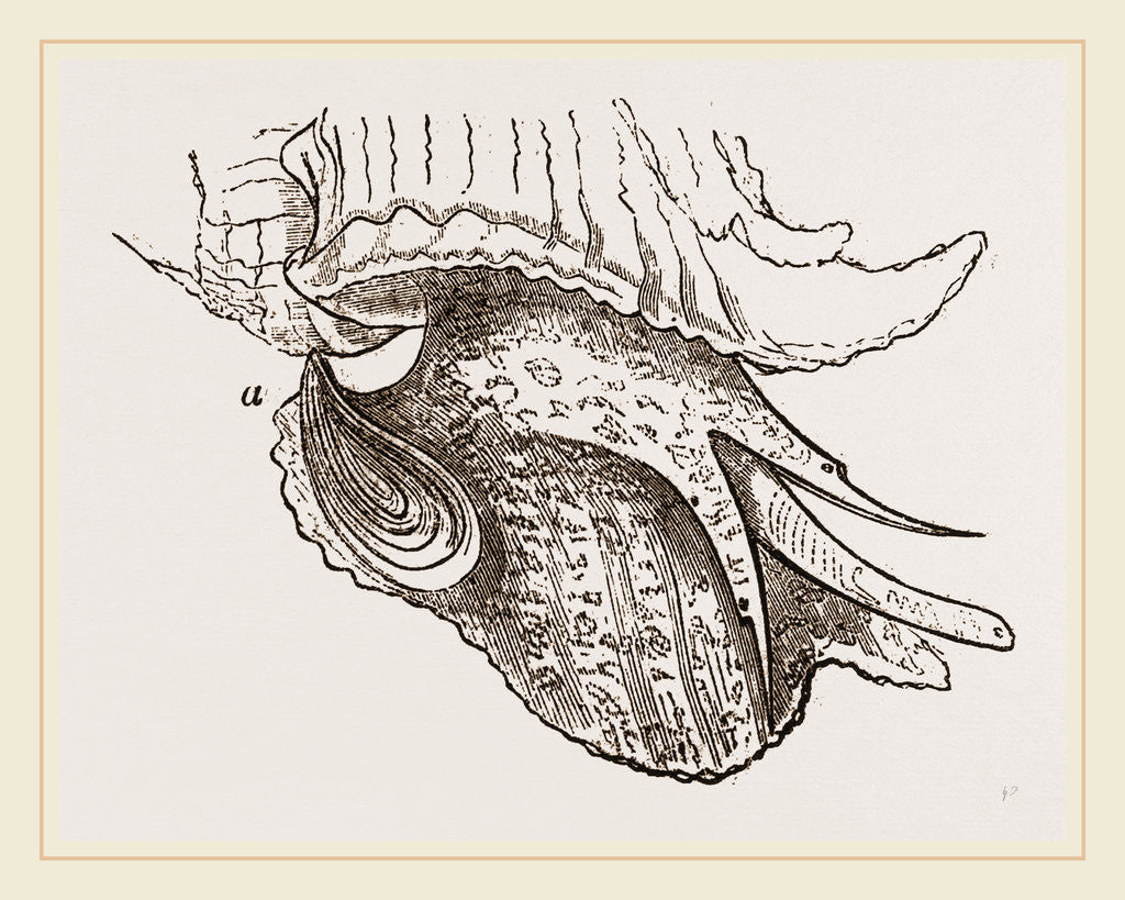 Detail of Animal of Murex by Anonymous