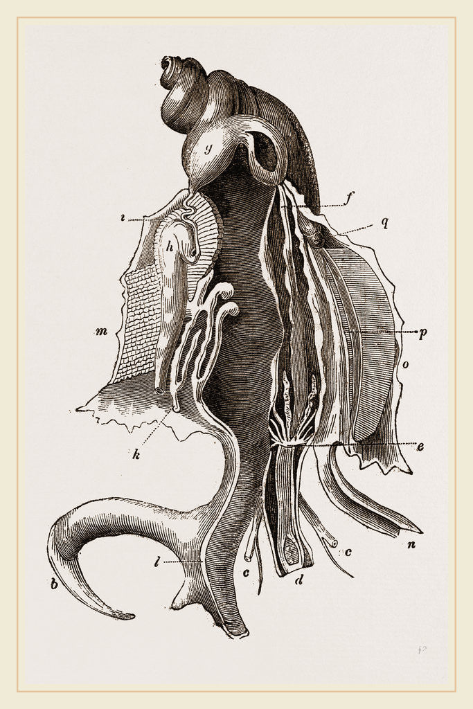 Detail of Animal of Strombus by Anonymous