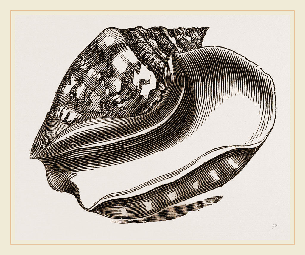 Detail of Broad-winged Strombus by Anonymous