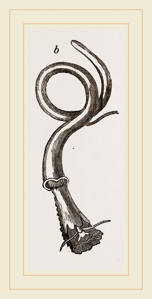 Detail of Dentilated Vermetus by Anonymous