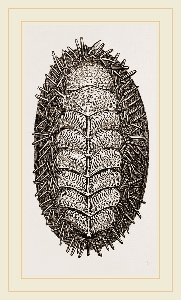 Detail of Spiniferous Chiton by Anonymous