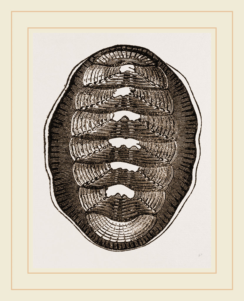 Detail of Chilian Chitou by Anonymous