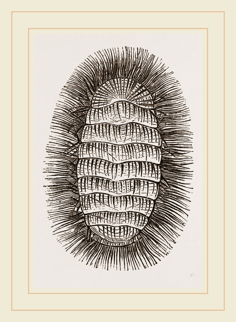Detail of Peruvian Chiton by Anonymous