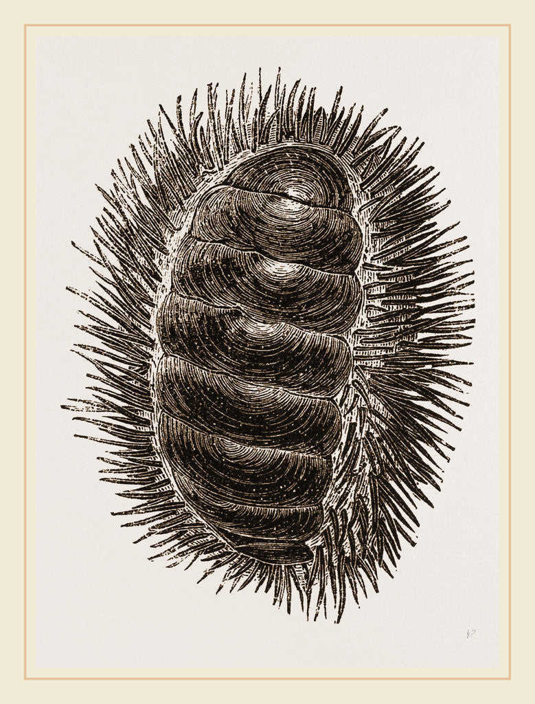 Detail of Spinose Chiton by Anonymous