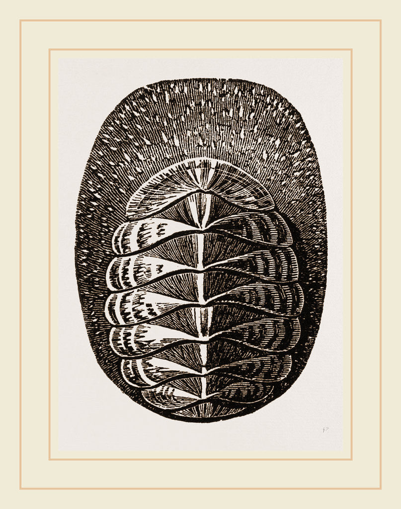 Detail of De Blainville's Chiton by Anonymous