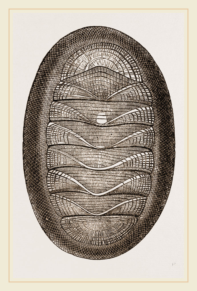 Detail of Magnificent Chiton by Anonymous