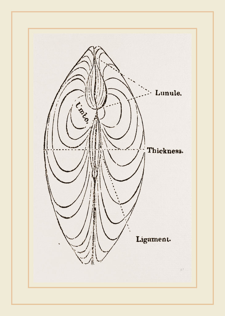 Detail of Cytheraea by Anonymous