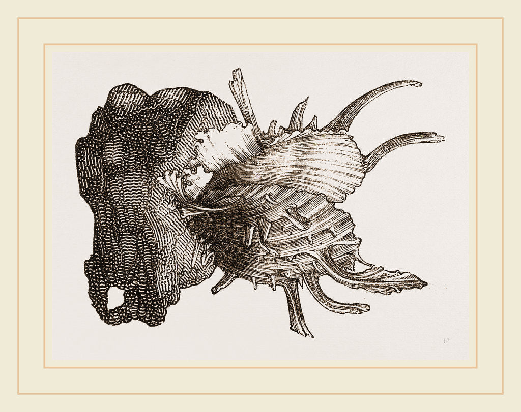 Detail of Prickly Oyster by Anonymous