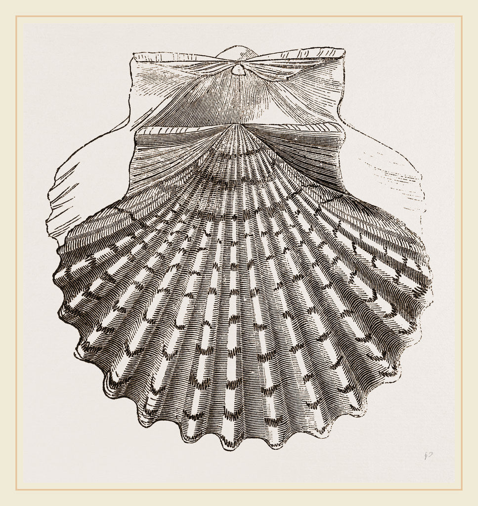 Detail of St. James Cockle by Anonymous