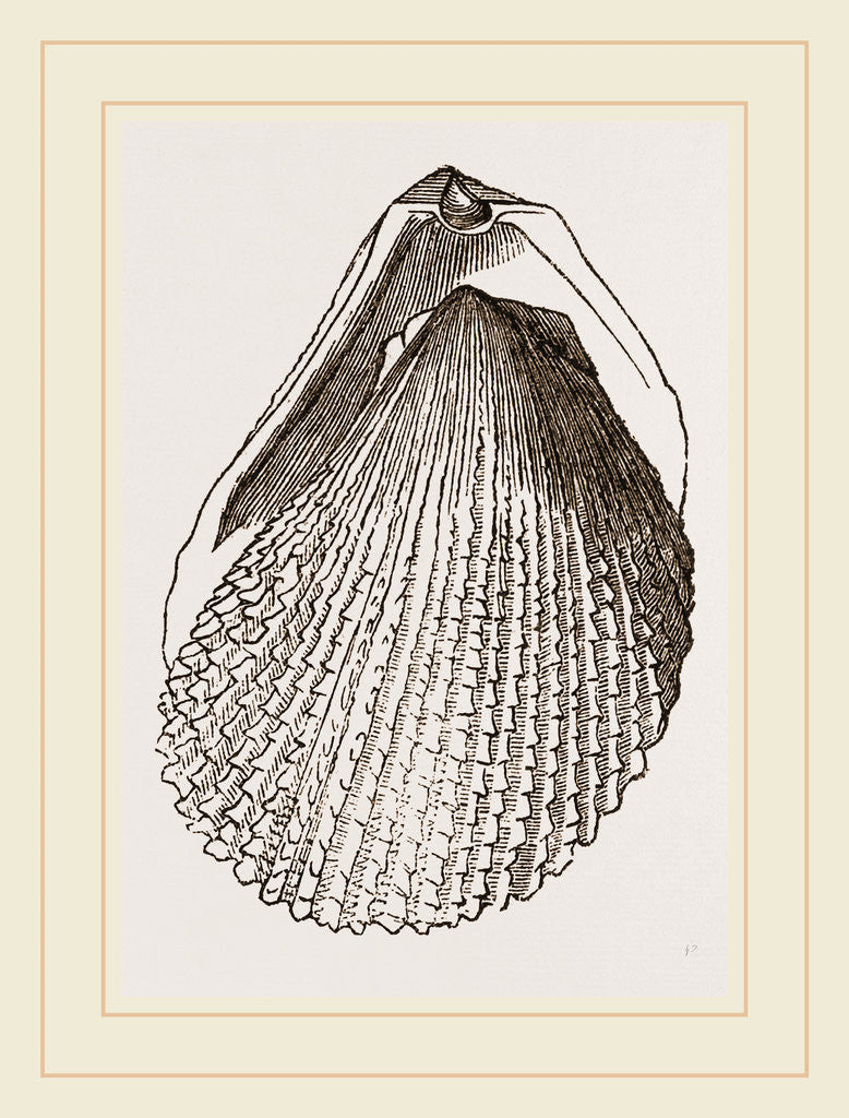 Detail of Squamous Lima by Anonymous