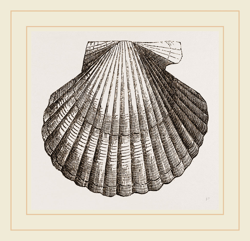 Detail of Gibbous Scallop by Anonymous
