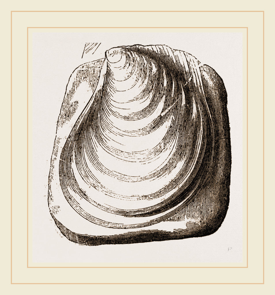 Detail of Catillus Cuvieri by Anonymous