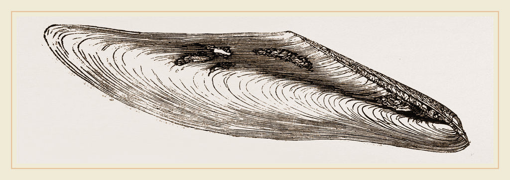 Detail of Gervillia aviculoides by Anonymous