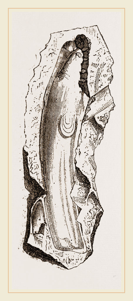 Detail of Gervillia solenoides by Anonymous