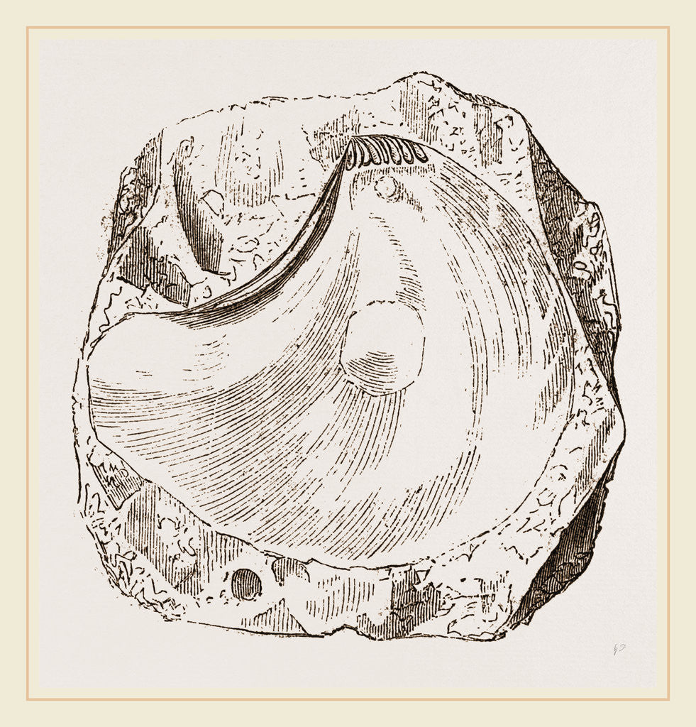 Detail of Pluvinites Adansonii by Anonymous