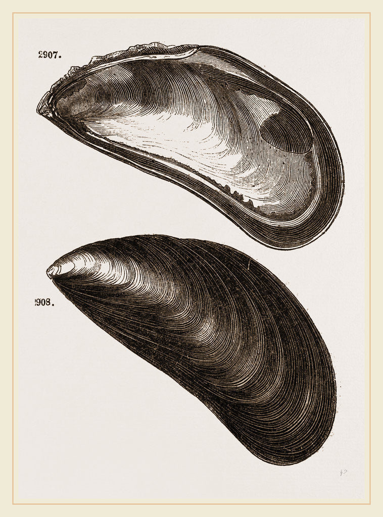 Detail of Shells of Mussel by Anonymous