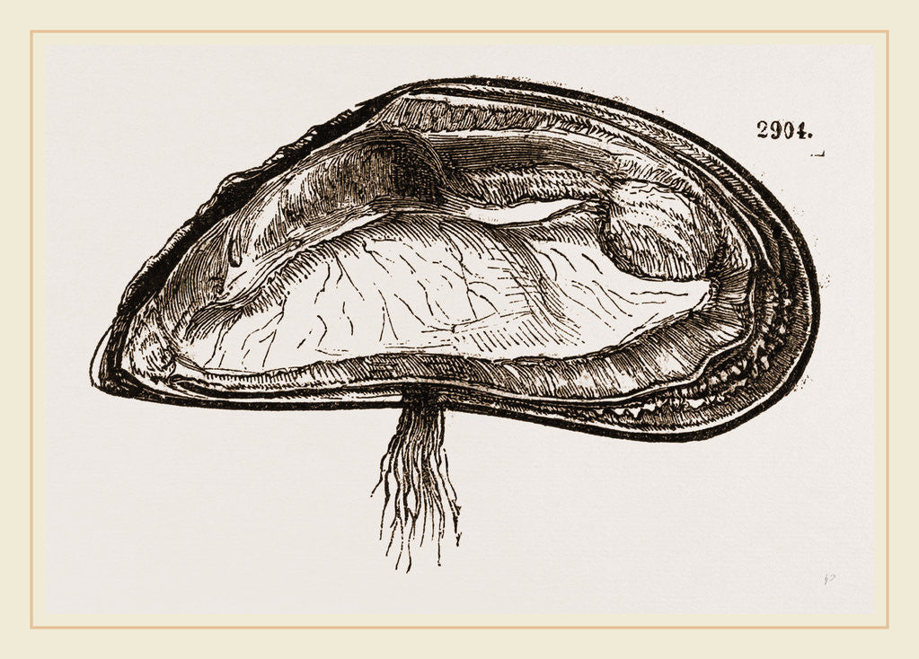 Detail of Mussel by Anonymous