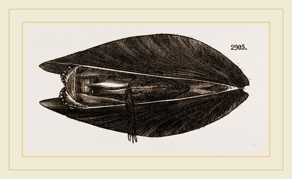 Detail of Mussel by Anonymous