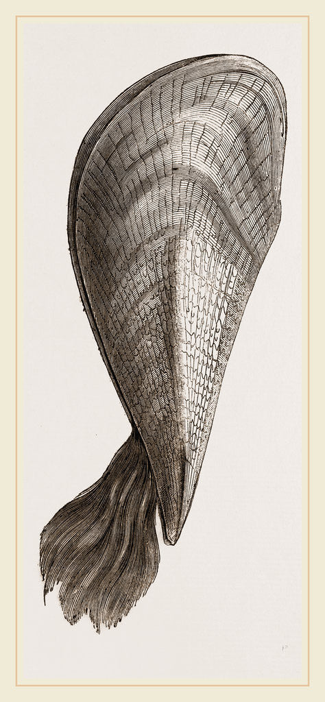 Detail of Pinna flabellum by Anonymous