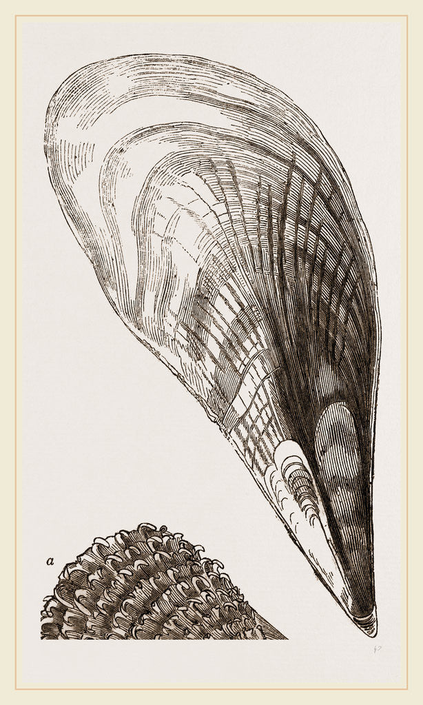 Detail of Pinna fabellum by Anonymous