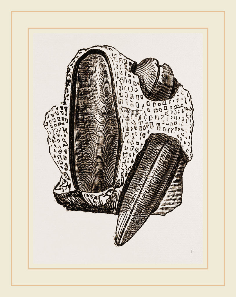 Detail of Finger Lithodomus by Anonymous