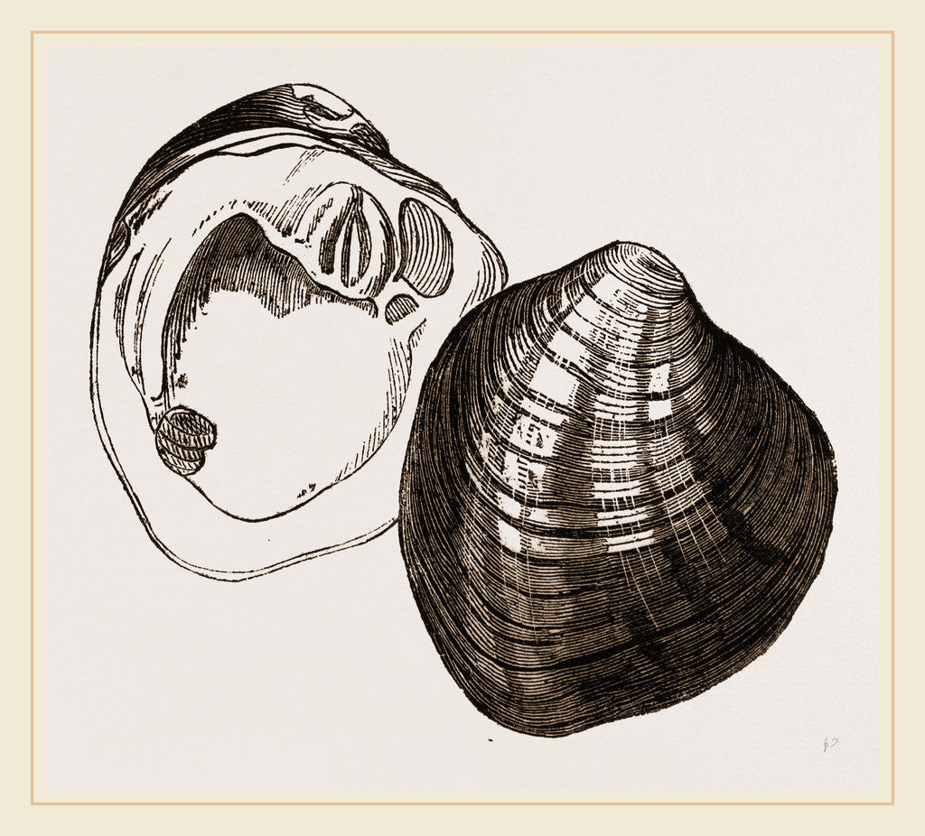 Detail of Unio irroratus by Anonymous