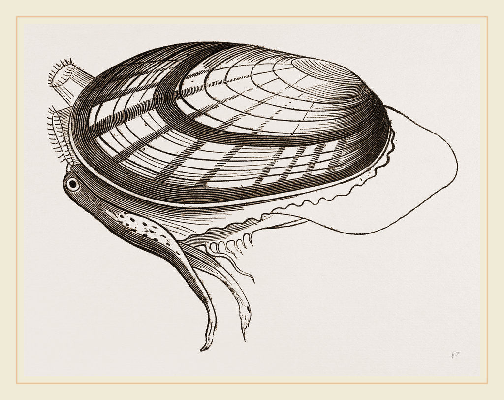 Detail of Unio radiatus by Anonymous