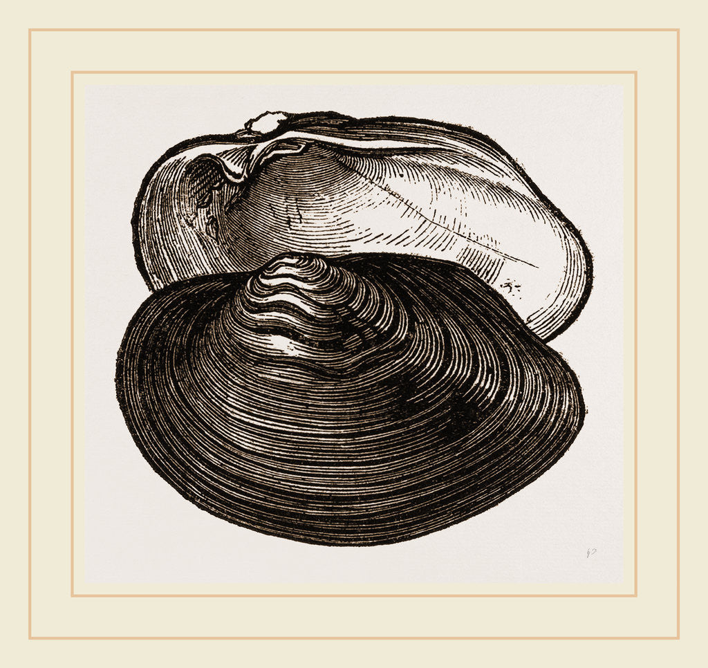 Detail of Undulated Unio by Anonymous