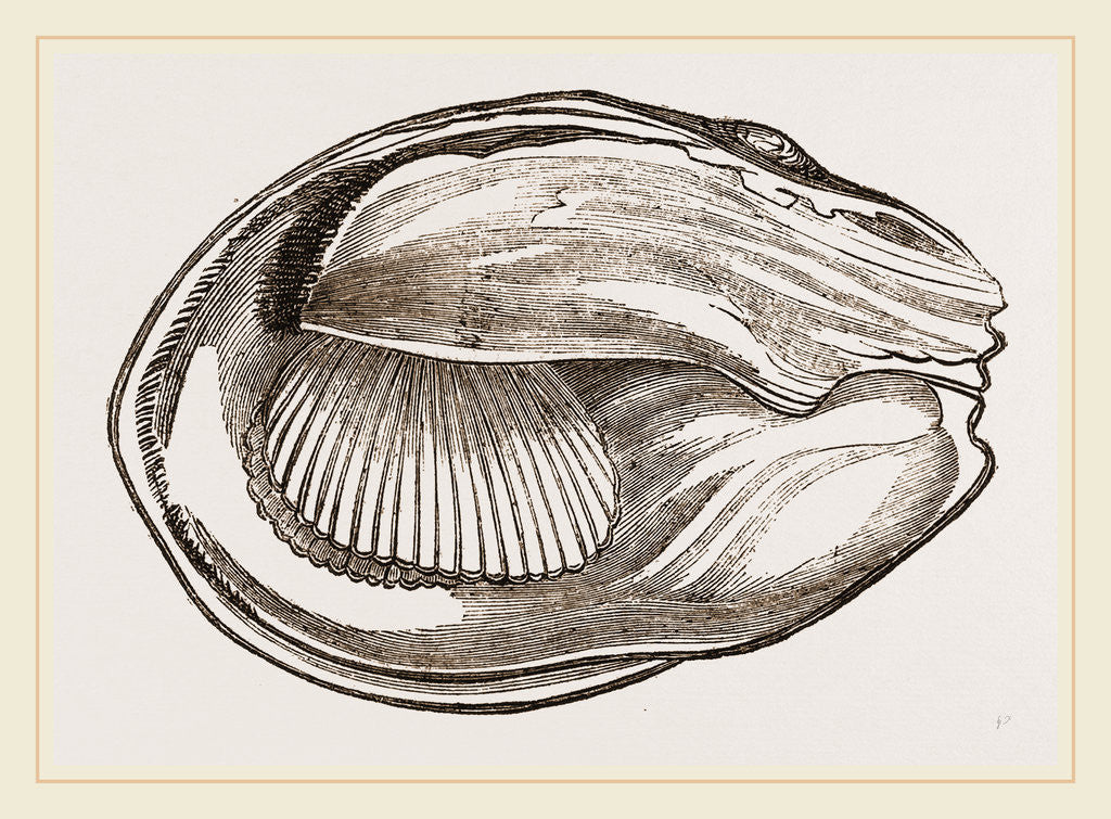 Detail of Unio cariosus by Anonymous