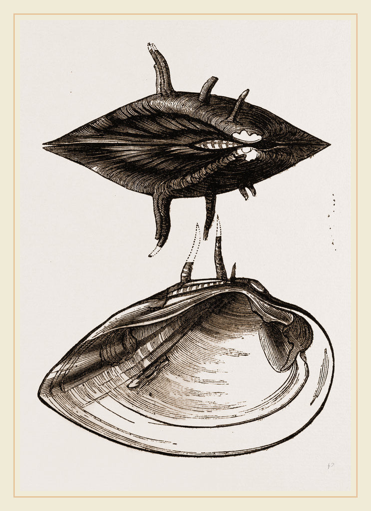 Detail of Spinous Unio by Anonymous
