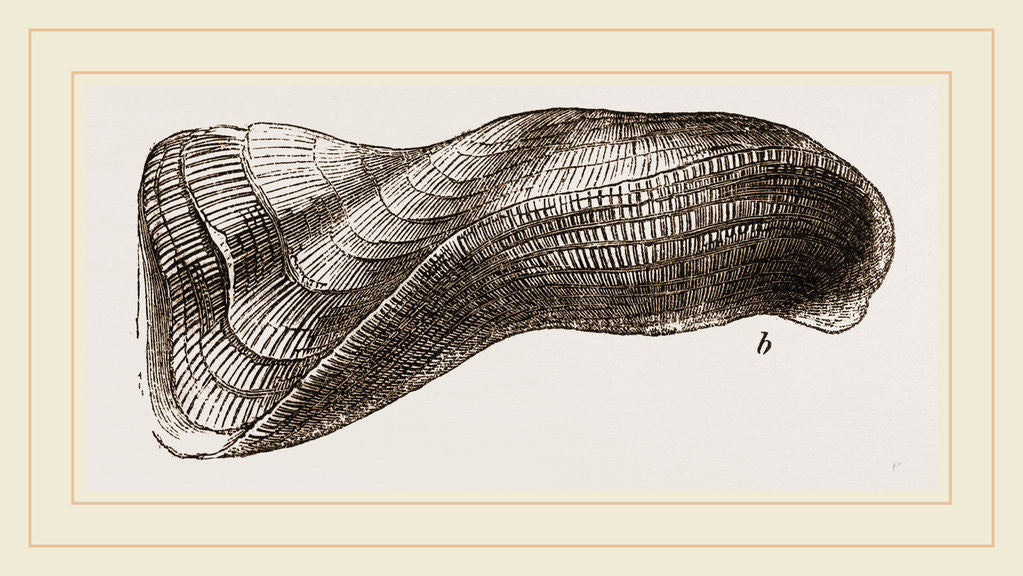 Detail of Tortuous Ark by Anonymous